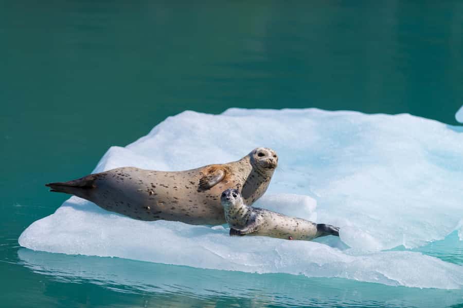 Seward: Kenai Fjords National Park Catamaran Cruise w/Lunch - Resurrection Bay wildlife search: how sightings usually unfold