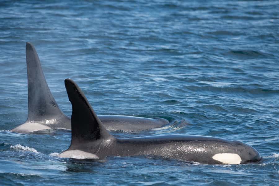 Seward: Kenai Fjords National Park Catamaran Cruise w/Lunch - Value for $250: what you get, what you pay extra for