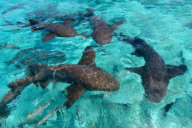 Sharks & Stingrays Snorkeling in Punta Cana with Parasailing - Getting There: SeaPro Divers, Pickup, and How the Afternoon Flows