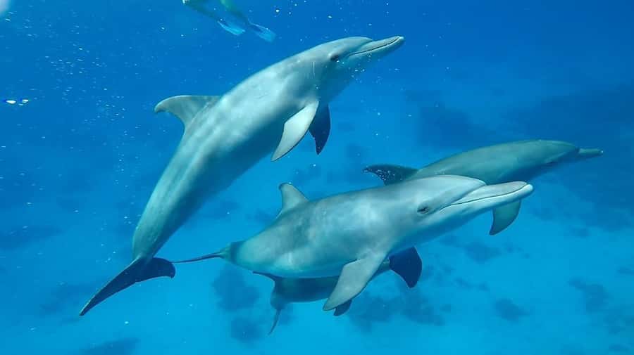 Sharm El Sheikh: Day sail to White island and Ras Mohamed - Snorkeling at Ras Mohamed: reefs, group rhythm, and guide help