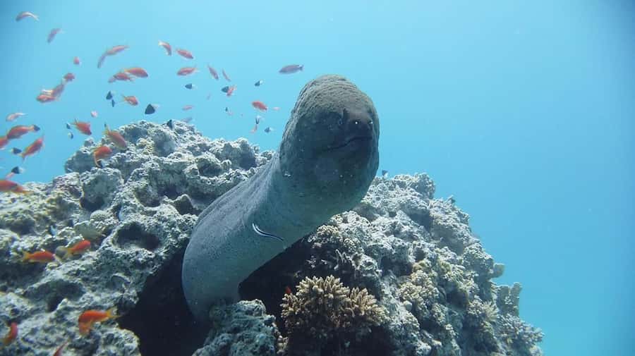 Sharm El Sheikh: Day sail to White island and Ras Mohamed - White Island when tides allow: photos, sand, and short beach time
