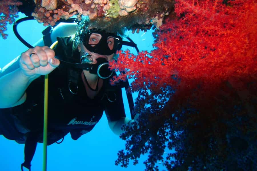 Sharm El Sheikh: Day sail to White island and Ras Mohamed - Timing and return to Sharm