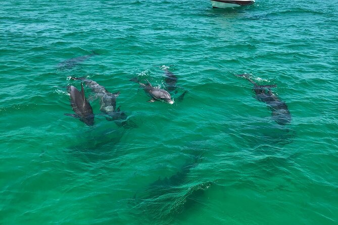 Shell Island Snorkel and Dolphin Catamaran Cruise with Island Time - Paddleboards and the waterslide: fun extras with real limits