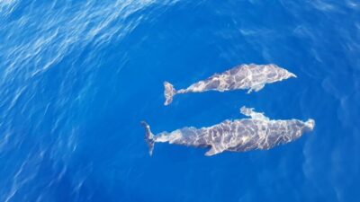 Skiathos: Day-Sailing Tour with Lunch on Board - Skiathos and Skopelos: Why Boat-Only Stops Are the Real Point