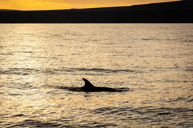 Small Group Dolphin Sunset Tour on Electric Catamaran Lanzarote - Electric Catamaran Sunset: What You’re Really Paying For