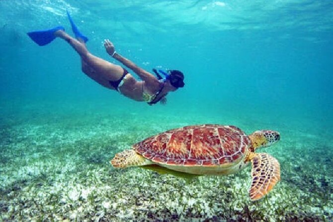 St. Thomas Maho Bay Turtle Snorkel Sail - Ritz-Carlton - Turtle Snorkel Sail from the Ritz-Carlton: The “Why This Works” Angle