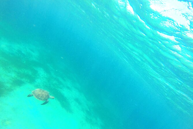 Stroll and Initiation to Sailing in the Baie des Saintes - Swimming and Turtle Search: What to Expect in the Water