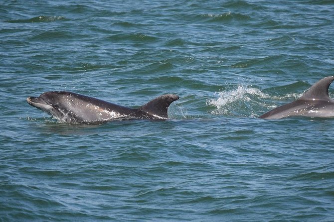 Sunset Dolphin Sail Aboard the Privateer Catamaran - What you’ll see on the Gulf: dolphins, deer, and the moment the sky turns