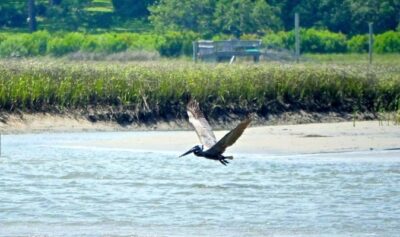 Sunset Sail Tour - The Waterway Route: Masonboro Inlet, Masonboro Island, and Motts Channel
