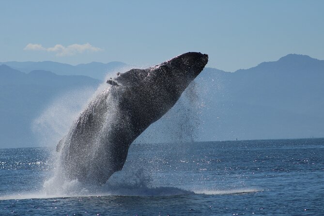 Sunsets and Whales Mega Yachts ALL INCLUSIVE: Puerto Vallarta - A Yacht Sunset Where Whale-Watching Drives the Schedule