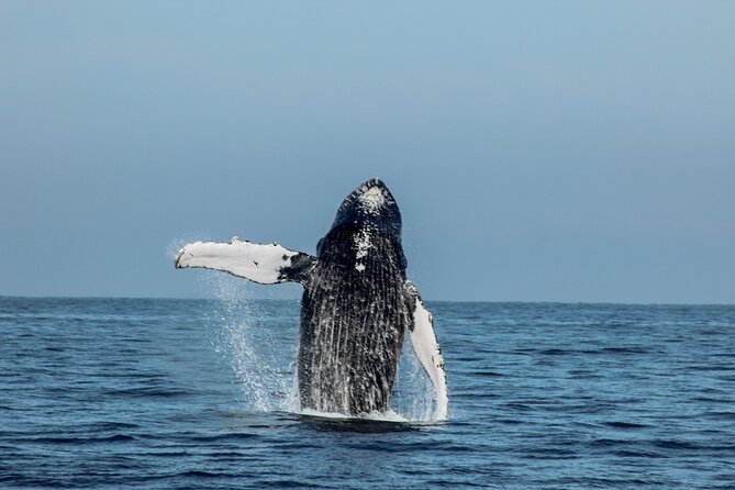 Sunsets and Whales Mega Yachts ALL INCLUSIVE: Puerto Vallarta - Whale Season Reality: What the Calendar Tells You (and What It Doesn’t)