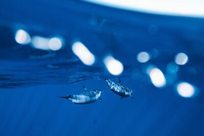 Swim with Dolphins Catamaran with Waterslide & Lunch on Oahu - Makaha Snorkel Time: Sea Turtles, Reef Fish, and Ocean Views