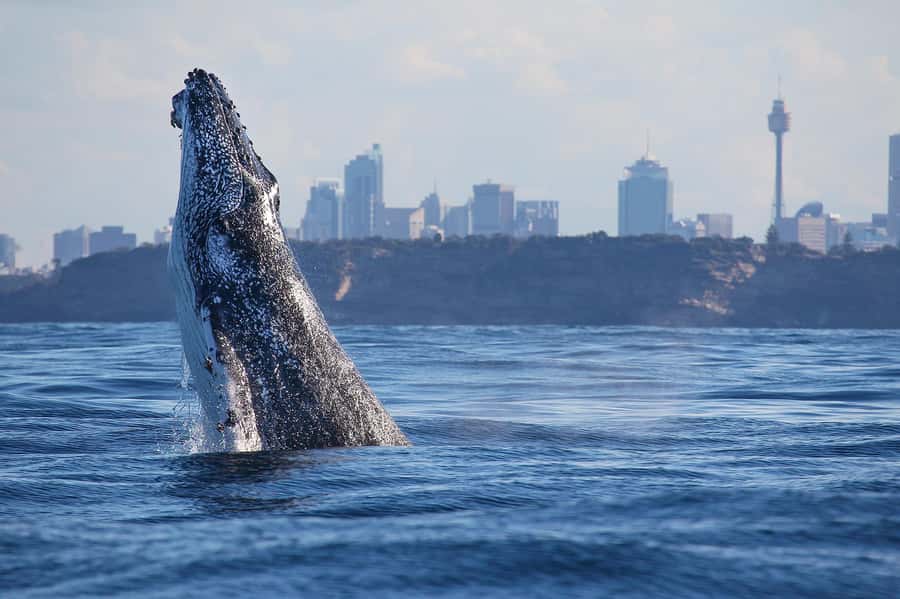 Sydney: Discovery Whale Watching Tour by Catamaran - Getting From Darling Harbour to the Whale Zone Fast