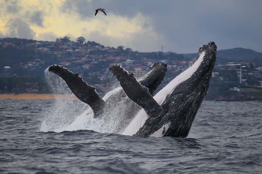 Sydney: Discovery Whale Watching Tour by Catamaran - Fantasea Avalon: A Catamaran Built for Spotting, Not Just Suffering