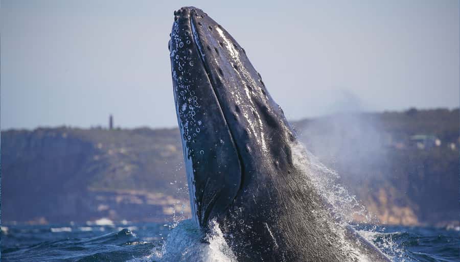 Sydney: Discovery Whale Watching Tour by Catamaran - Whales (and Dolphins): What Sightings Actually Look Like