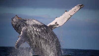 Sydney: Discovery Whale Watching Tour by Catamaran - The 150-Minute Flow: What Happens Once You Leave the Wharf