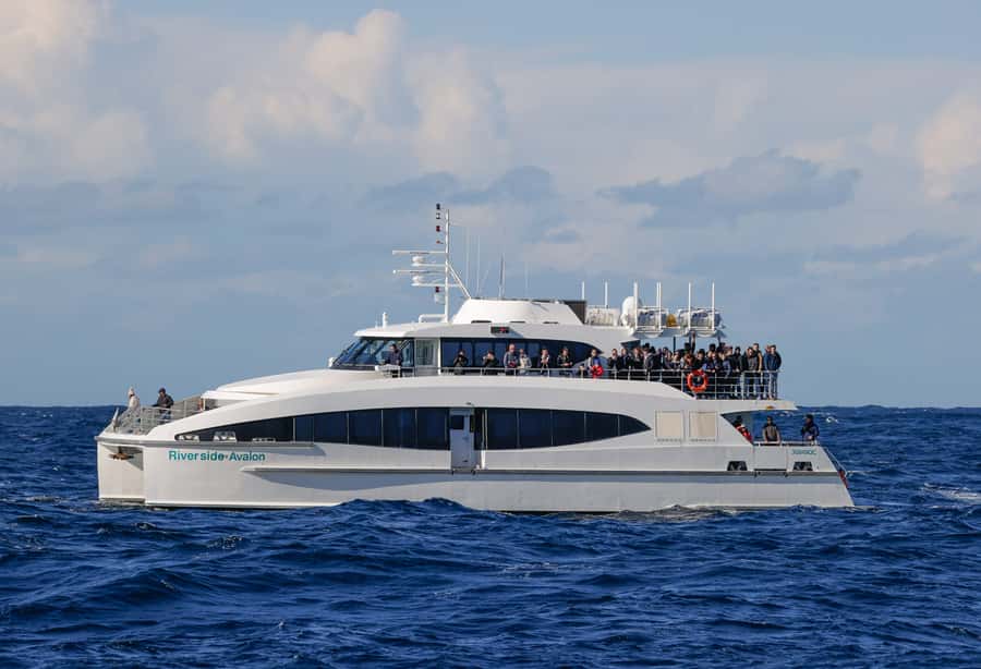Sydney: Discovery Whale Watching Tour by Catamaran - The Onboard Photographer: A Money-Saving Way to Capture the Moment