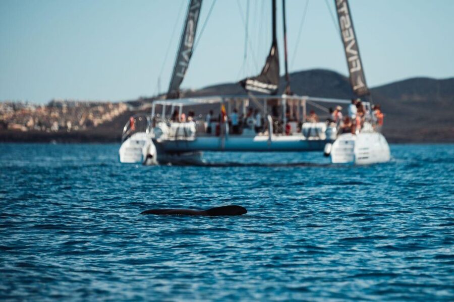 Tenerife: Catamaran Cruise with Brunch and Unlimited Drinks - Price value: why this is often a good deal at about $71