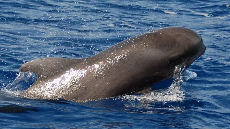 Tenerife: Eco-Yacht Whale and Dolphin Watching and Swimming - Key things to love on this Los Cristianos eco-yacht trip