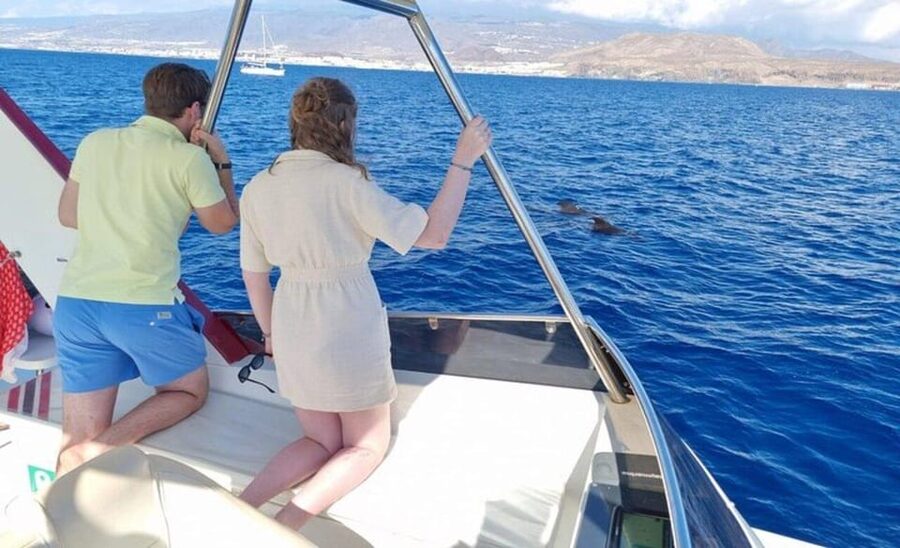 Tenerife: Eco-Yacht Whale and Dolphin Watching and Swimming - Onboard comfort and safety: what you get, and what you should prep