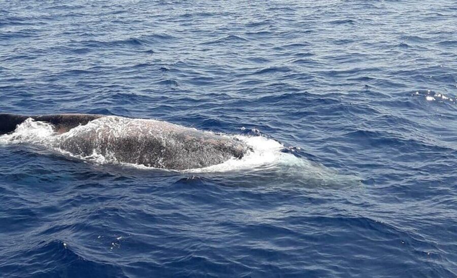 Tenerife: Eco-Yacht Whale and Dolphin Watching and Swimming - Los Cristianos photo stop: a quick warm-up plus first wildlife checks