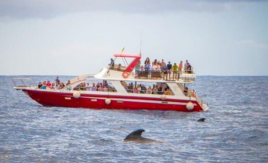 Tenerife: Eco-Yacht Whale and Dolphin Watching and Swimming - The Cave of Love stop: a recognizable detour with big “story” value