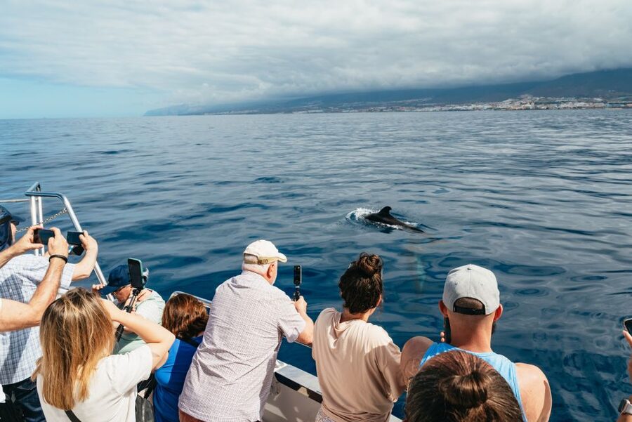 Tenerife: Eco-Yacht Whale and Dolphin Watching and Swimming - Swim and snorkel time: a safety area with marine life