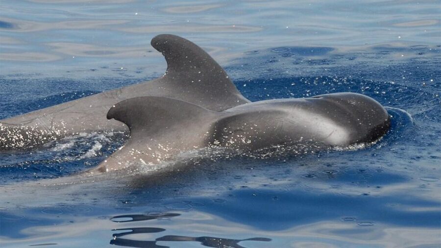 Tenerife: Eco-Yacht Whale and Dolphin Watching and Swimming - The Travelin Lady design: built for stability and gentler viewing