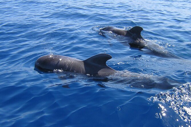 Tenerife Los Cristianos: Whale and Dolphin Eco-Yacht and Swim Stop - Key highlights at a glance