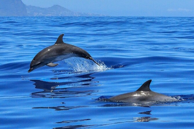 Tenerife Los Cristianos: Whale and Dolphin Eco-Yacht and Swim Stop - Sailing the Palm Mar coast: why the route matters for wildlife