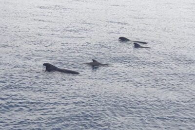 Tenerife Los Cristianos: Whale and Dolphin Eco-Yacht and Swim Stop - Los Cristianos departure: show up early or you’ll miss the boat