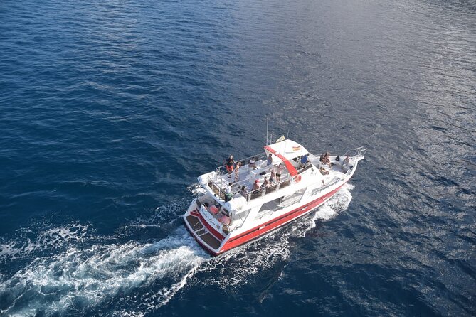 Tenerife Los Cristianos: Whale and Dolphin Eco-Yacht and Swim Stop - The whale-and-dolphin part: what to look for and how to think about sightings