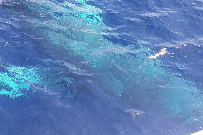 Tenerife Los Cristianos: Whale and Dolphin Eco-Yacht and Swim Stop - Boat comfort on a small eco-yacht: what to expect if seas get rough