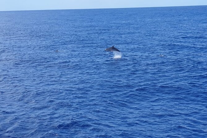 Tenerife Los Cristianos: Whale and Dolphin Eco-Yacht and Swim Stop - Photos and spotting: how to make the most of your scan time