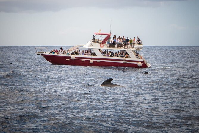 Tenerife Los Cristianos: Whale and Dolphin Eco-Yacht and Swim Stop - On-board extras: toilet, bar, and what it costs to snack