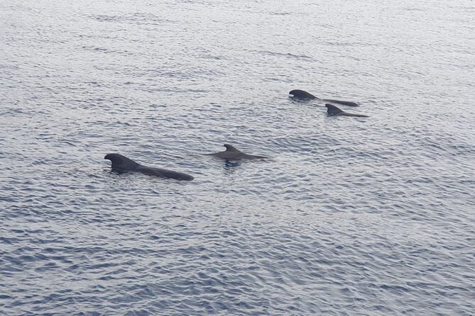 Tenerife Los Cristianos: Whale and Dolphin Eco-Yacht and Swim Stop - Los Cristianos departure: show up early or you’ll miss the boat