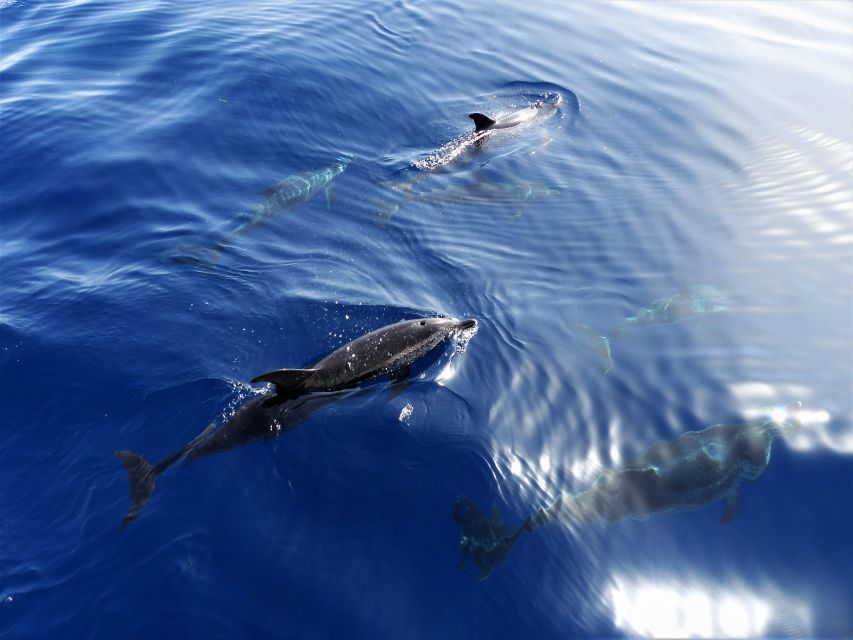 Tenerife: Los Gigantes Whale Watching Cruise by Sail Boat - Los Gigantes is the smart starting point
