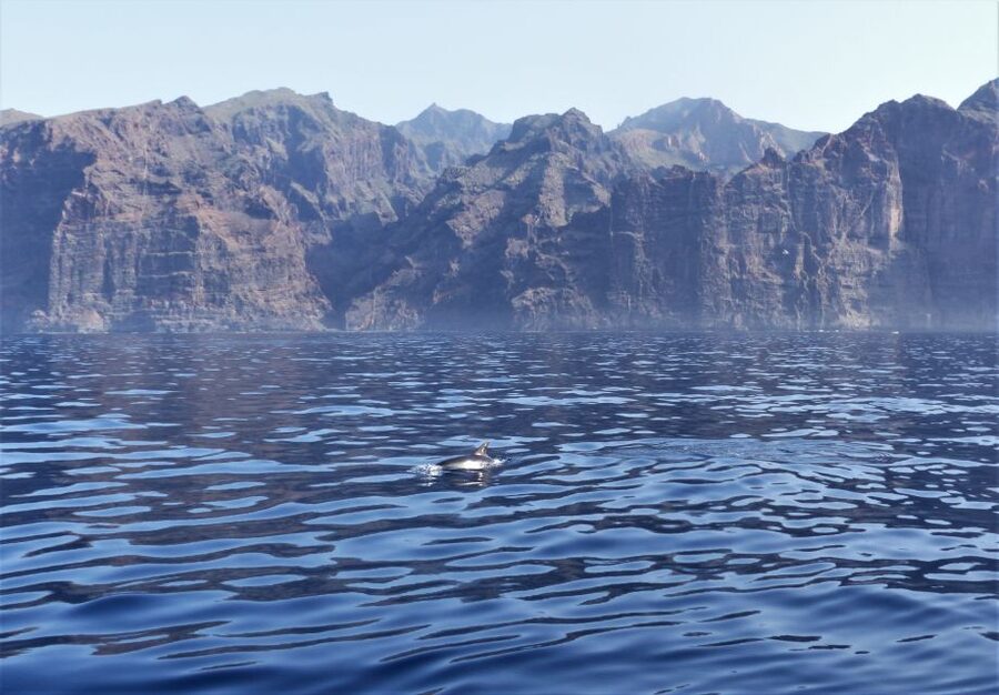 Tenerife: Los Gigantes Whale Watching Cruise by Sail Boat - What to pack for a 3-hour sailing cruise