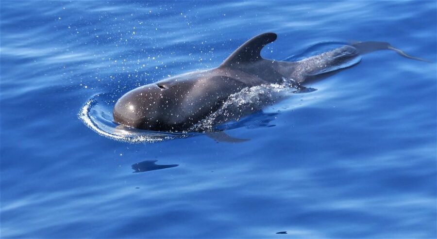 Tenerife: Los Gigantes Whale Watching Cruise by Sail Boat - From Third Element to your sailing boat: the “small and easy” factor