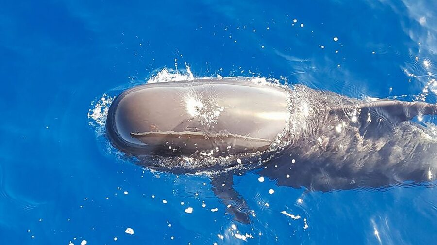 Tenerife: Sailboat Tour Whale Watching Food and Snorkeling - Why this 12-meter sail makes whale watching feel personal