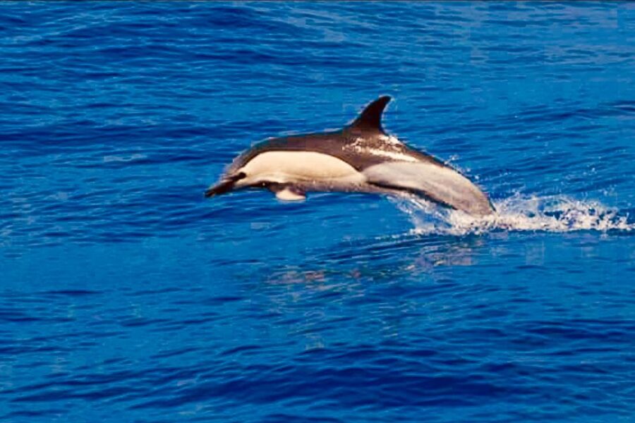 Tenerife: Sailboat Tour with Food and Snorkeling - The 3-Hour Flow: What Happens From Departure to Return