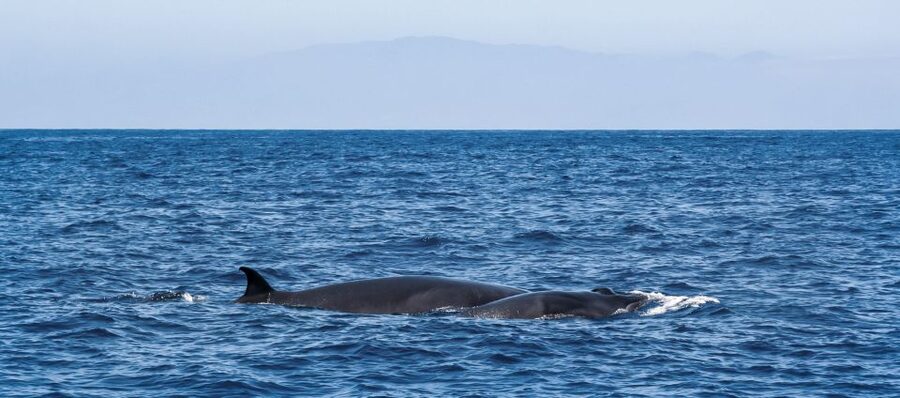 Tenerife: Sailboat Tour with Food and Snorkeling - The Food and Drinks: More Than a Snack Break