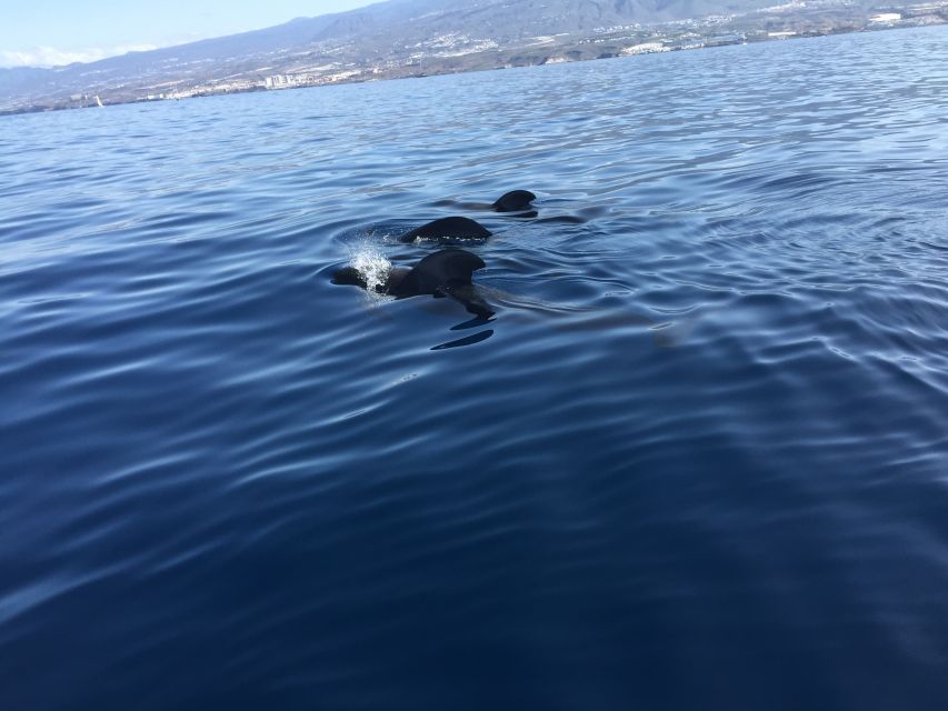 Tenerife: Sailing Excursion with Whale and Dolphin Watching - Southern Tenerife Coast Views From Sail to Motor