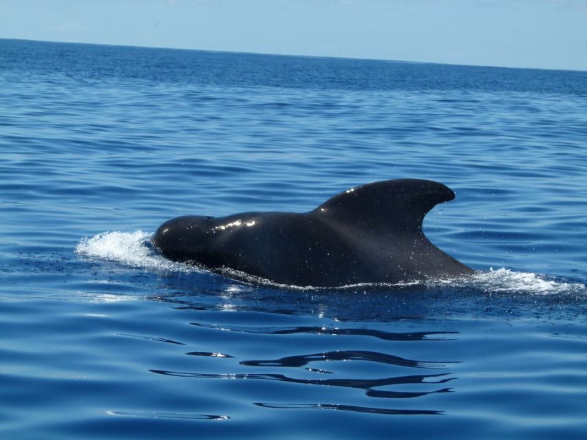 Tenerife: Sailing Excursion with Whale and Dolphin Watching - Tips That Make or Break Your Day at Sea