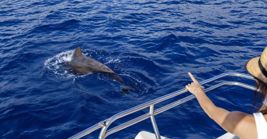 Tenerife: Whale and Dolphin Watching Tour by Sailboat - Meeting at Puerto Colón: The Start That Sets the Tone