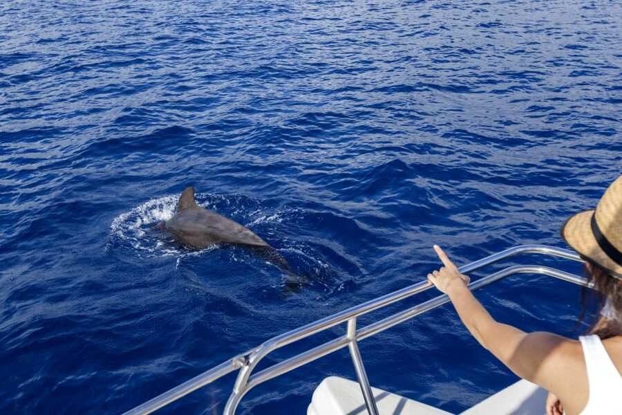 Tenerife: Whale and Dolphin Watching Tour by Sailboat - The 3-Hour Rhythm: What You Do While You Wait for Sightings