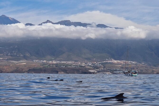 Tenerife Whale Watching and Snorkeling Yacht Trip - Puerto Colón: the easy launch point for wildlife at sea
