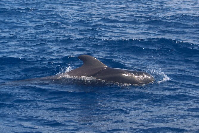 Tenerife Whale Watching and Snorkeling Yacht Trip - Onboard vibe: crew support, kids-friendly energy, and the snack factor