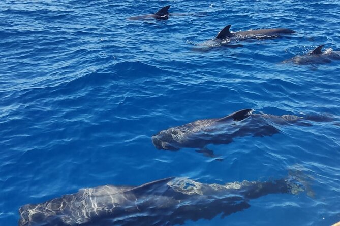Tenerife Whale Watching and Snorkeling Yacht Trip - Price and value: is $62.68 worth it?