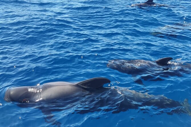 Tenerife Whale Watching and Snorkeling Yacht Trip - The 3-hour game plan: whales first, then a swim cove